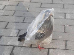 «Продам голубя, новый, не распаковывался», - неординарное объявление «наделало шума» в Ставрополе 