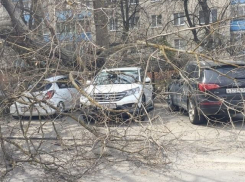 Четыре престижные иномарки придавило упавшее дерево около ТРК «Новый Рим» Ставрополя