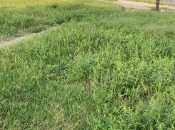 Аллергики, готовьтесь: амброзию в центре Ставрополя покосят за 911 тысяч рублей