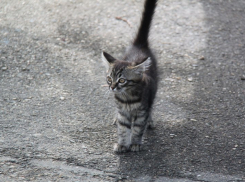 Котенка из 13-метрового колодца достали спасатели