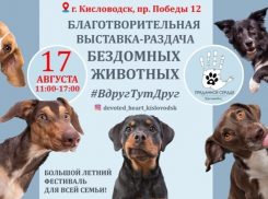 В Кисловодске 17 августа бездомным животным помогут найти дом