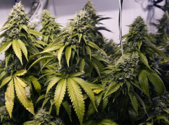 Экс-сотрудников минераловодского наркоконтроля поймали на взятке