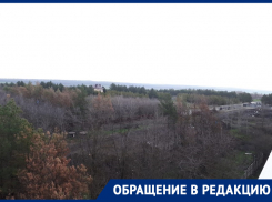 «Сосны чем-то травят»: жители улицы Чапаева в Ставрополе бьют тревогу из-за вырубки соснового бора