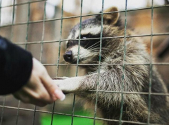 Парк Победы в Ставрополе через суд пытается добиться выселения контактного зоопарка