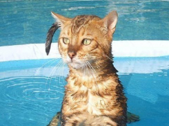 Экстренное предупреждение об аномальной жаре в выходные объявили на Ставрополье