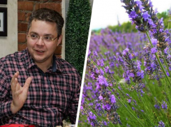 «Лучше б картошку сажали»: ставропольцы раскритиковали губернатора за лавандовый инвестпроект