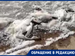 «Просто пипец, что мы творим»: сотни вмерзших в лед трупов диких уток и журавлей показал житель Ставрополья 
