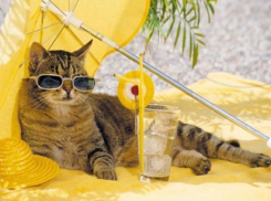 В четверг в Ставрополе будет жарко 