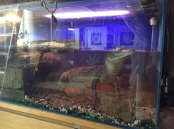 В квартире жителя Новопаловска живет двухметровый крокодил