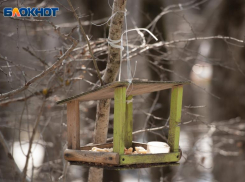 Какая погода ожидается 11 декабря в Ставропольском крае