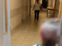 Стая бездомных собак напала на 8-летнюю девочку в Буденновске