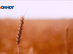 Десятки тысяч тонн пшеницы с нарушениями нашли надзорники на Ставрополье