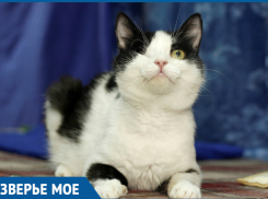 Ласковый кот Татар ищет  хозяев в Ставрополе и его окрестностях