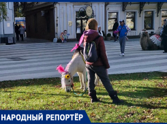 Жительница Ставрополя возмущена выпасом пони на газоне в центре города