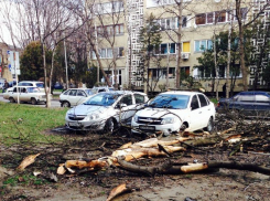 Пятигорский ураган повалил 39 деревьев