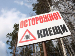 Клещи-переносчики крымской лихорадки и боррелиоза проснулись на Ставрополье