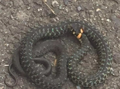 Змеи напугали жителей микрорайона «Белый город» в Ставрополе