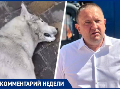 Глава Минераловодского округа прокомментировал жестокое отравление собак