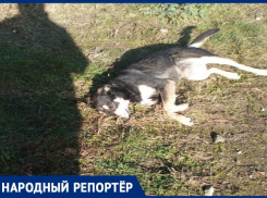 Ветеран Великой Отечественной войны просит спасти раненую бездомную собаку в Ставрополе