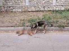 В Пятигорске неизвестные отстреливают бродячих собак