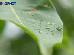 Улетный вторник согреет жителей Ставрополя 13-градусным теплом и охладит дождем 