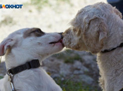 Все домашние животные должны быть зарегистрированы: новые решения правительства Ставрополья
