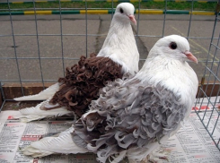  За кражу породистых голубей ставропольчанину «светит» срок 