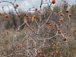 На Ставрополье найден дикорастущий китайский финик