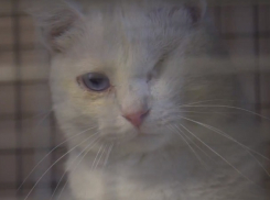 «Друзей не нужно покупать»: как живет ставропольский приют для животных