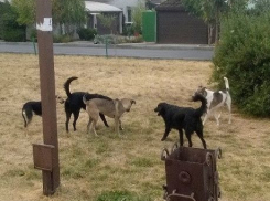 Стая бродячих собак на детской площадке вызвала возмущение у жителей Ставрополя 
