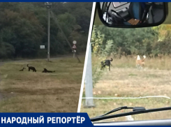 «Каждый раз возвращаюсь домой со страхом»: жители Ставрополя пожаловались на стаи бродячих собак