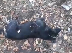 Травить собак продолжают на Чапаевке в Ставрополе — видео