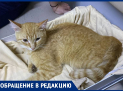 Неизвестный стреляет из пневматического оружия по кошкам в центре Ставрополя