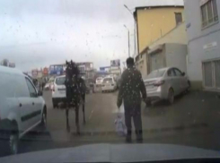 Несущаяся в лобовое стекло автомобиля лошадь напугала жителей Пятигорска