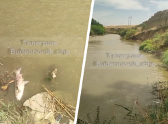 «На Куме делать нечего»: массовый мор рыбы продолжается на Ставрополье