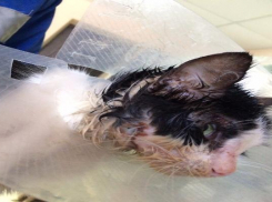 Котенка с черепно-мозговой травмой нашли в Невинномысске 