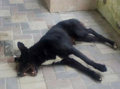 Убийства бродячих собак на улицах Ставропольского края приобрели массовый характер