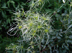 Редкий цветок Ставрополья на грани исчезновения