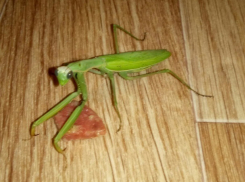 Пропавшего богомола «Жорика» разыскивает безутешный хозяин по всему Буденновску