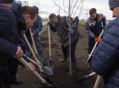 В Ставрополе появилось 55 новых деревьев и 140 кустарников