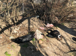 На Ставрополье возле водоема в пакете нашли тело новорожденного ребенка
