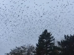 Гигантская стая ворон в небе над Пятигорском напомнила горожанам конец света
