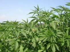 Ставропольчанину светит 10 лет тюрьмы за припасенные полкило конопли