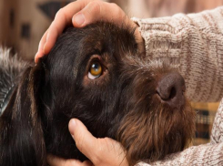 Жители Кисловодска подарят приюту для животных подарки 