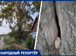 «Будем ждать, когда оно упадет и прорвет газовую трубу»: жительница Шпаковского округа пожаловалась на гнилое дерево