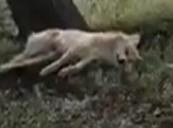 Мучительная агония застреленных бродячих собак в центре Пятигорска попала на видео 