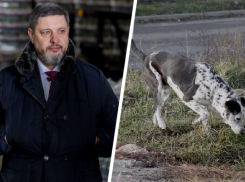 Глава Кировского округа обвинил федеральные власти в бездействии в отношении бродячих собак