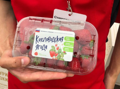 Ставропольская клубника восхитила москвичей на всероссийском фестивале «Вкусы России»