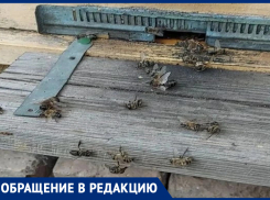 «Больше не жужжат»: массовой мор пчел произошел в Ипатовском округе