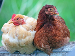 На Ставрополье начали делать удобрения из птичьего помета